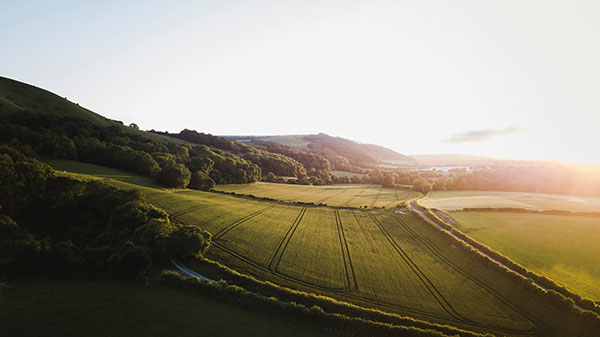 field surrounded by trees sun low